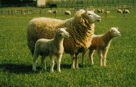 L’agneau en fonction des saisons