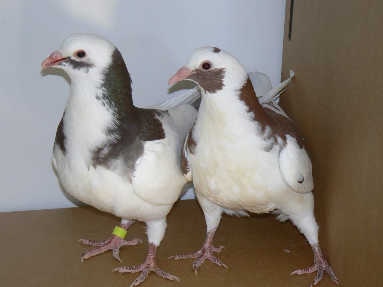 Pigeonneaux fermiers BBC