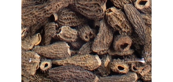 Conseils de Chef pour vos Morilles