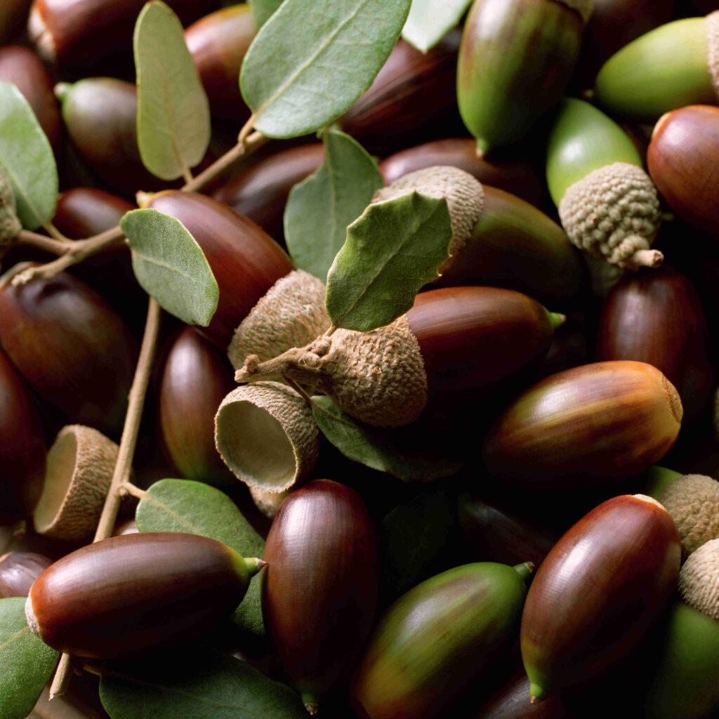 Produits naturels, des glands et céréales