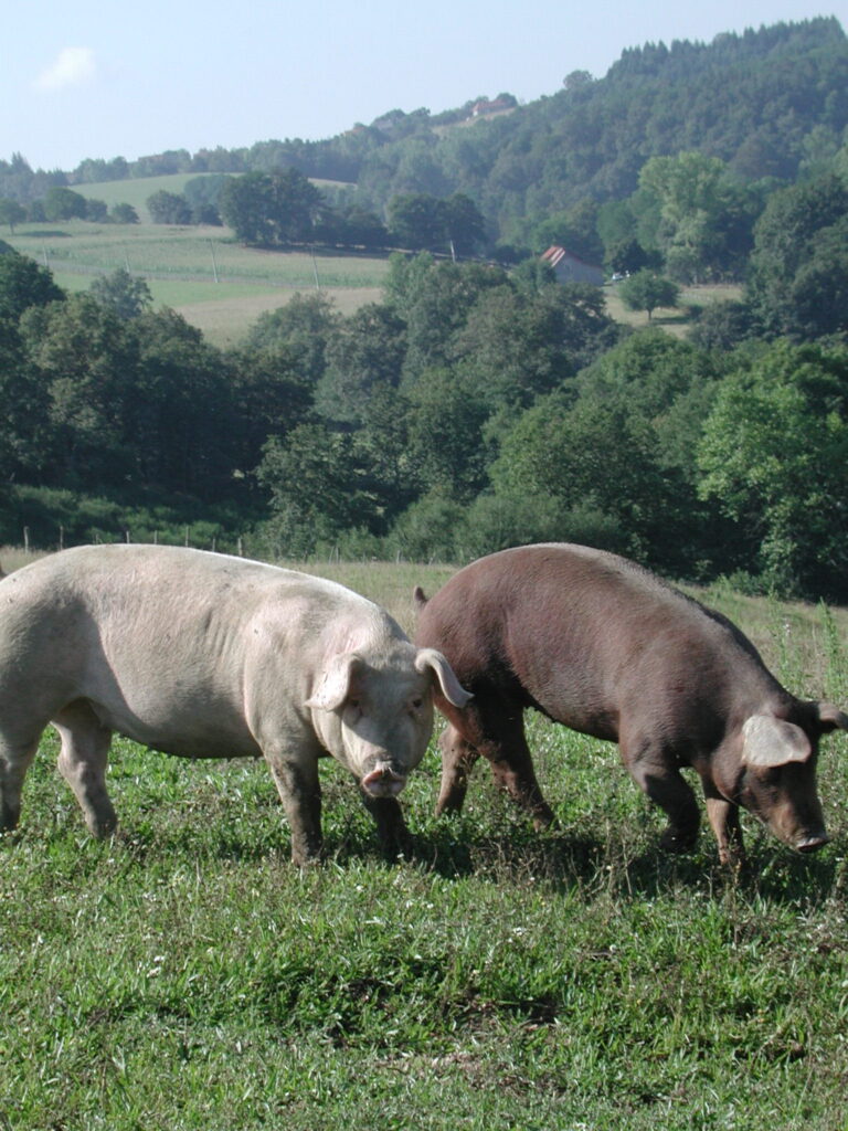 Les porcs Duroc, des procs blancs ibériques