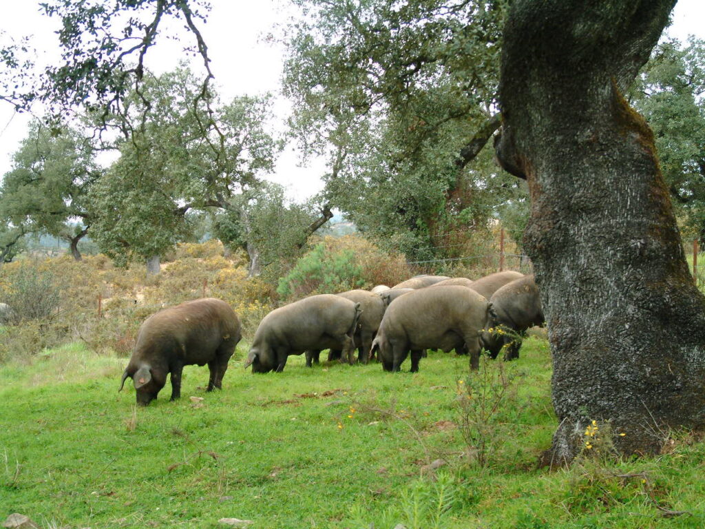 Le porc ibérique est une race originaire de la péninsule Ibérique.
