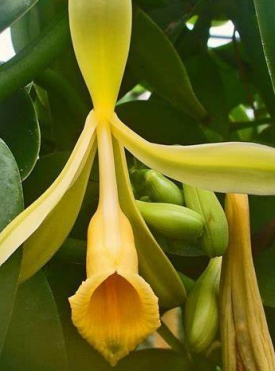 fleur de vanille sur arbre