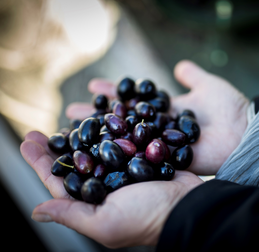 olives noires