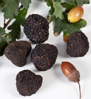 truffe uncinatum noire autour de glands