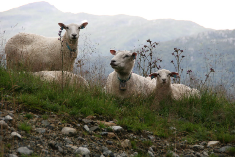 Le Fenalår, l’agneau séché norvégien