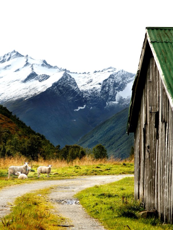 moutons en liberté dans les fjords norvégiens