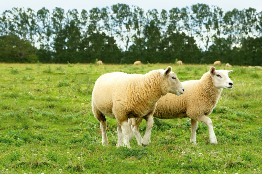 L'agneau du Bourbonnais