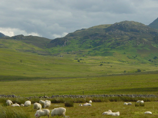 l'agneau du Pays de Galles
