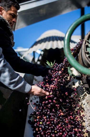 RSE producteur munoz qui récolte ses olives noires