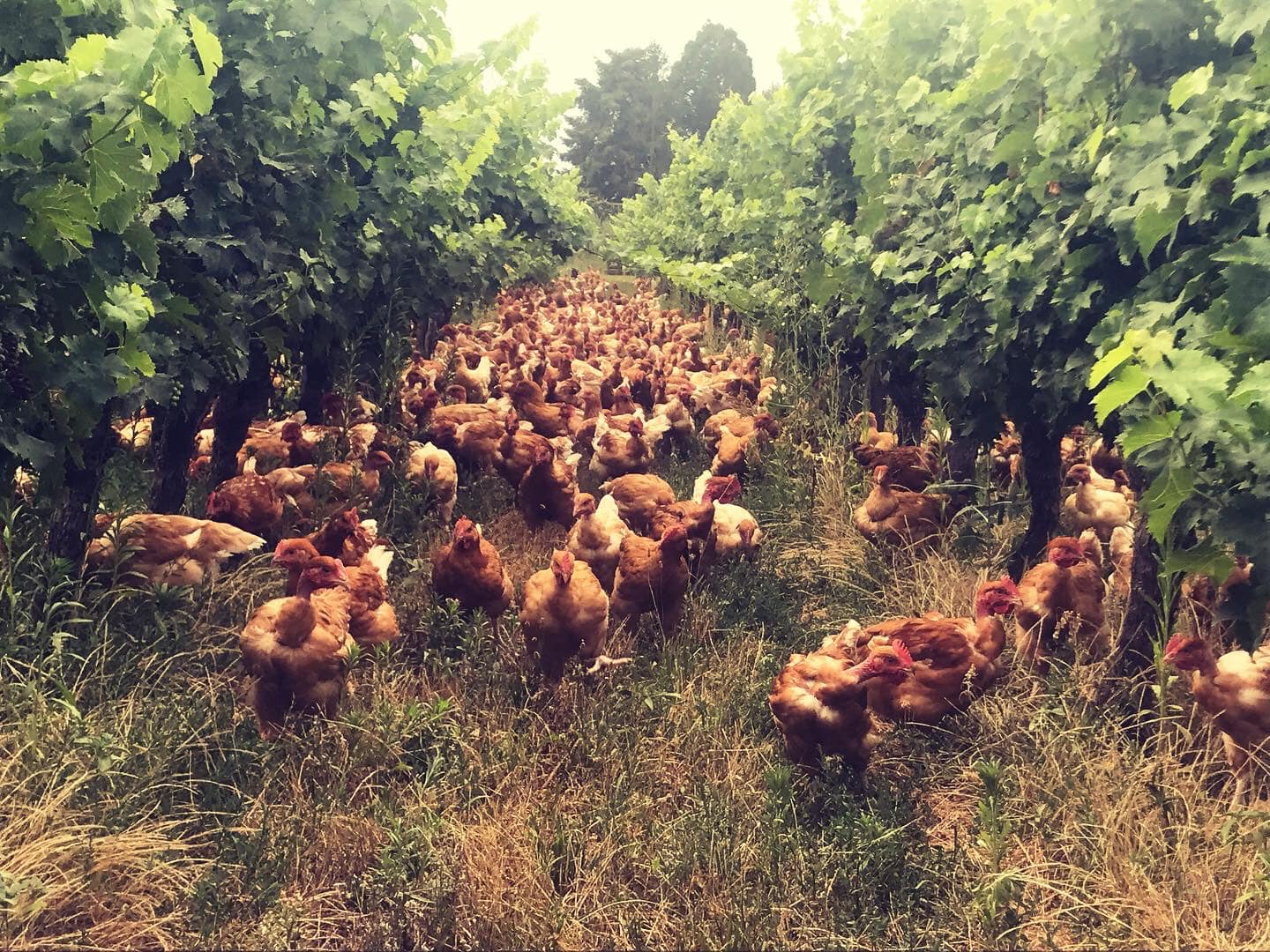 Des Poules et des Vignes