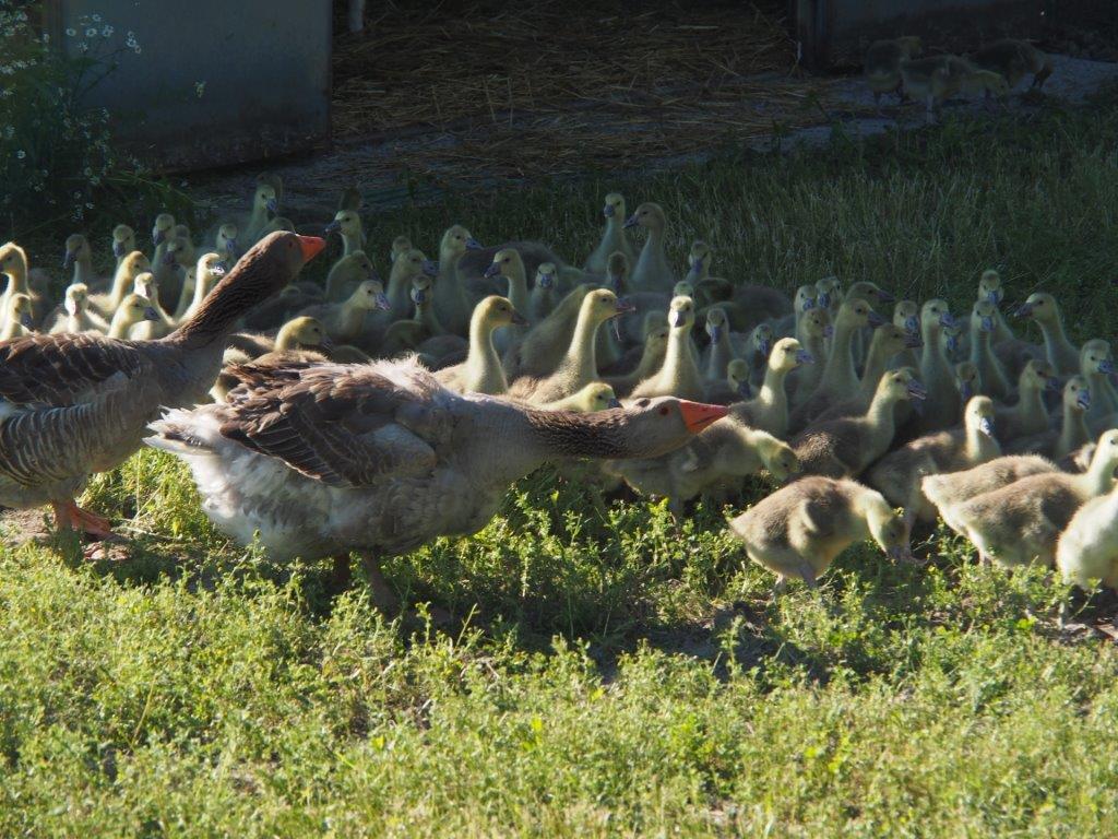 situation foie gras groupe d'oies